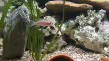 Neolamprologus brichardi