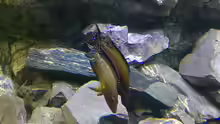 Neolamprologus buescheri