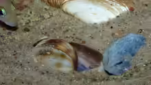 Neolamprologus caudopunctatus