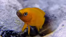 Neolamprologus leleupi