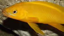 Neolamprologus longior