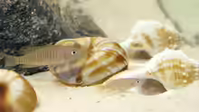Neolamprologus multifasciatus 