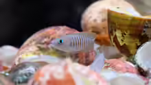 Neolamprologus multifasciatus (2015)
