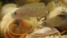 Neolamprologus multifasciatus Männchen und Weibchen