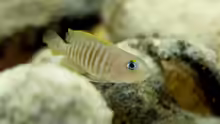 Neolamprologus multifasciatus