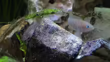 Neolamprologus multifasciatus