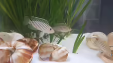 Neolamprologus similis