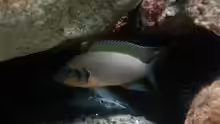 Neolamprologus pulcher