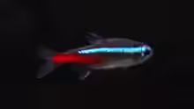 Neon Tetra