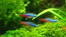 Neon Tetras 