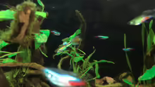 Neons und Guppys
