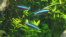 Neontetra