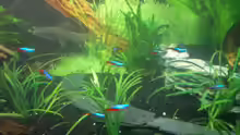 NeonTetra