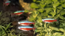Neontetra