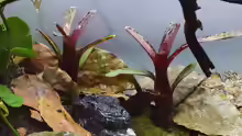 Neoregelia ampullacea