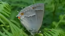 Neozephyrus quercus