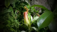 Nepenthes
