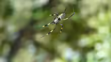 Nephila senegalensis