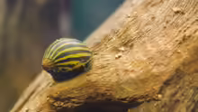 Neritina natalensis