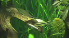 Crossocheilus reticulatus