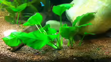 neue Anubias
