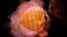 Symphysodon aequifasciatus