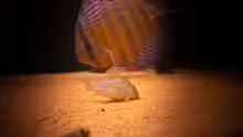 Symphysodon aequifasciatus