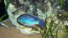 Nibochromis Livingstoni 2 (Neu)
