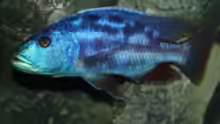 Nimbochromis fusco