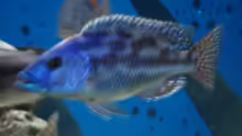 Nimbochromis fuscontaeniatus