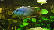 Nimbochromis fuscotaeniatus