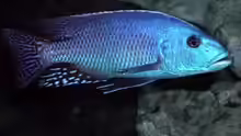 Nimbochromis fuscotaeniatus