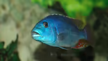 Nimbochromis Fuscoteaniatus  NZ