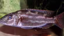 Nimbochromis Fuscoteaniatus Jungfisch 8cm
