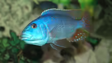 Nimbochromis Fuscoteaniatus Jungfisch NZ