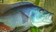 Nimbochromis Fuscoteaniatus M