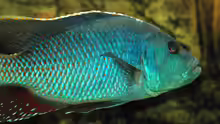 Nimbochromis Fuscoteaniatus M