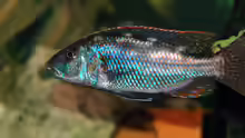 Nimbochromis Fuscoteaniatus