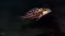 Nimbochromis linni