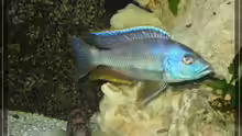 Nimbochromis Livingstoni
