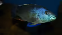 Nimbochromis livingstonii male