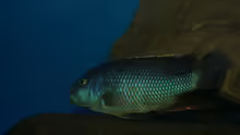 Nimbochromis livingstonii male