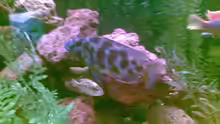 Nimbochromis livingstonii