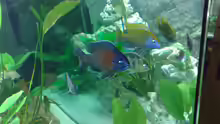 Nimbochromis venustus Bock mit Copadichromis Boleryi  Bock