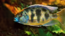 Nimbochromis Venustus Bock