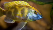 Nimbochromis venustus Männchen