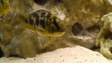Nimbochromis venustus Weibchen mit vollem Maul