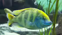 Nimbochromis venustus