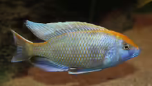 Nimbochromis Venustus