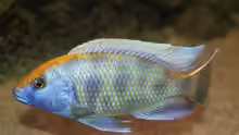 Nimbochromis Venustus